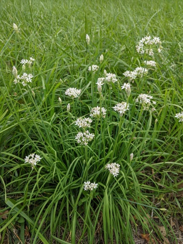 ciboulette et ail — Bild 2