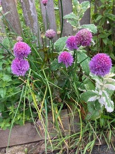 ciboulette — Bild 5