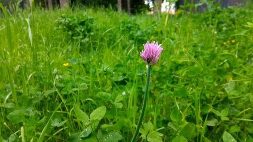 ciboulette — Bild 3