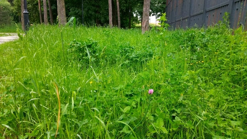 ciboulette — Bild 2