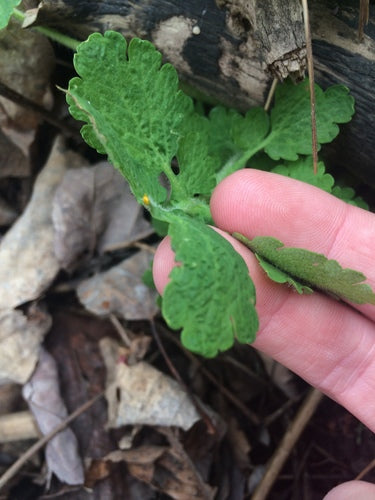 Chélidoine — Bild 2