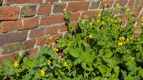 Chélidoine — Bild 5