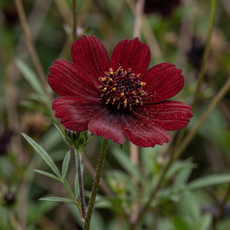 Cosmos chocolaté