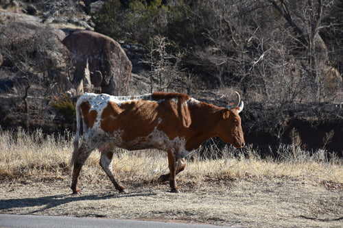 Bovins des Highlands écossais — photo 5 sur 8