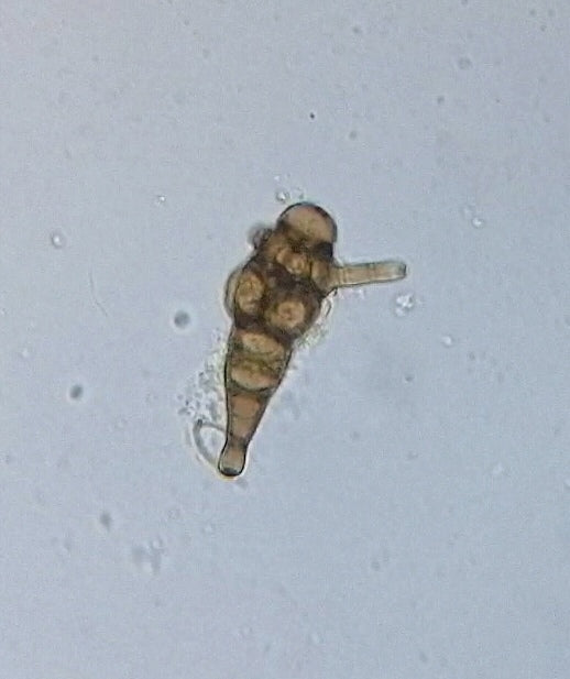 Alternaria — photo 4 sur 8