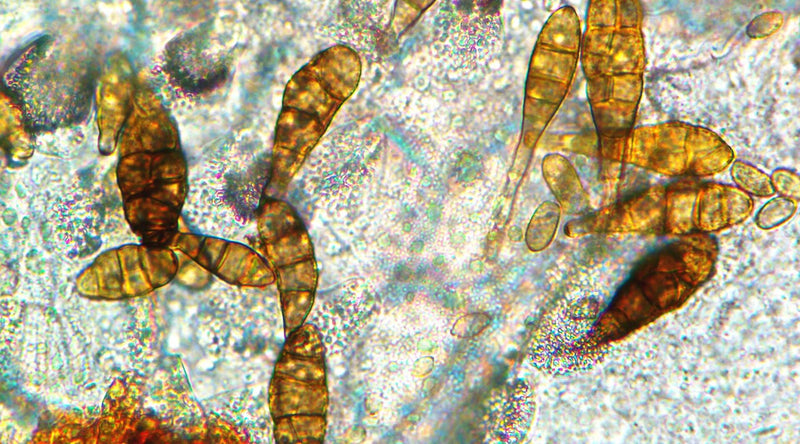 Alternaria — photo 1 sur 8