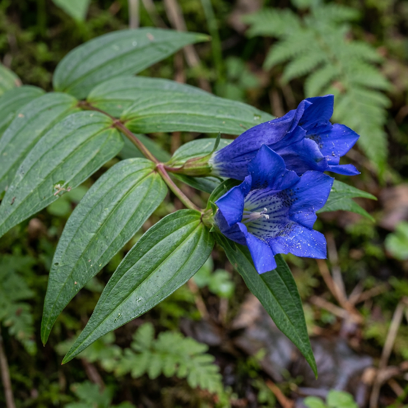 Schwalbenwurz-Enzian (Gentiana asclepiadea), illustration IA