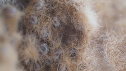 Spongieuse — Bild 4