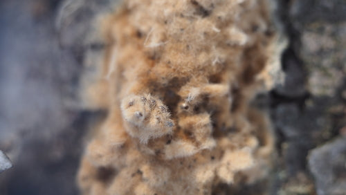 Spongieuse — Bild 3