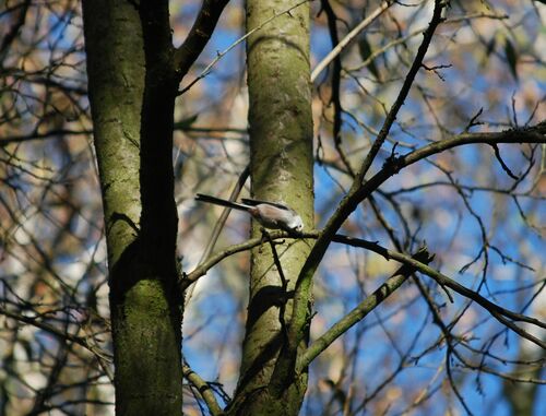 Mésange à longue queue — Bild 5