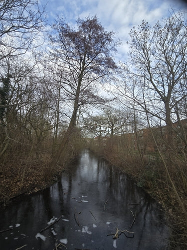 Aulne noir — Bild 2
