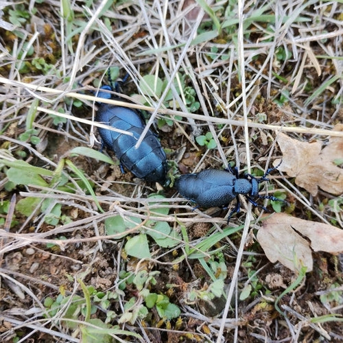 Coléoptère noir-bleu — Bild 5