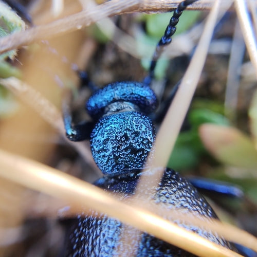 Coléoptère noir-bleu — Bild 4