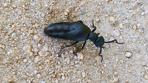 Coléoptère noir-bleu — Bild 3