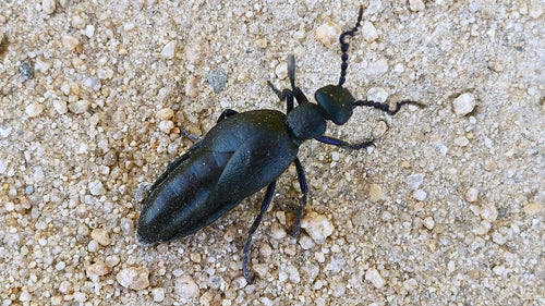 Coléoptère noir-bleu — Bild 2