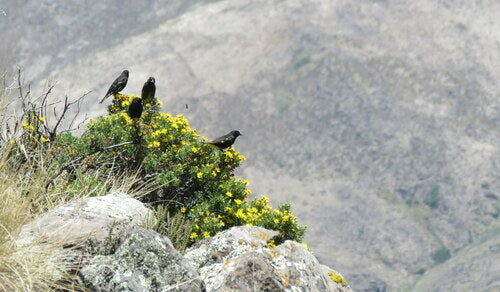 Tarin à poitrine noire — Bild 3