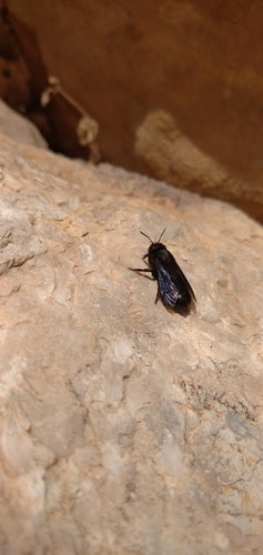 Abeille mortier noire — Bild 4