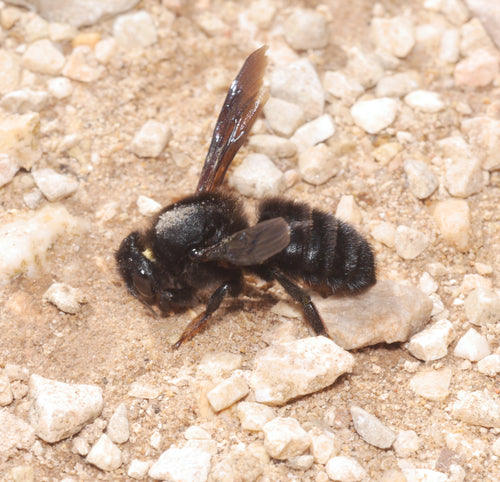 Abeille mortier noire — Bild 2