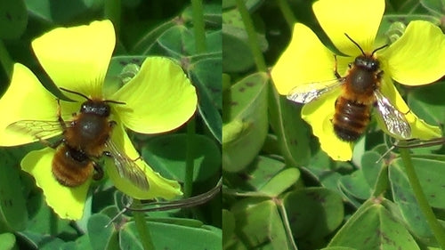 Abeille mortier noire — Bild 5