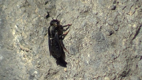 Abeille mortier noire — Bild 3