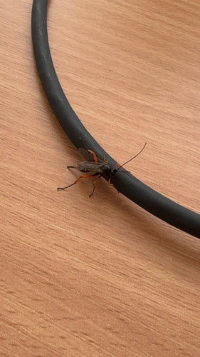 Guêpe parasite noire — Bild 2
