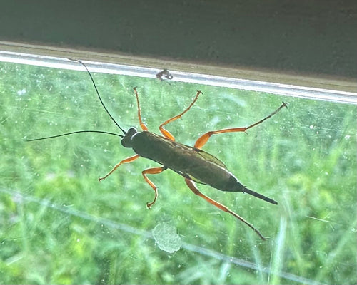 Guêpe parasite noire — Bild 3