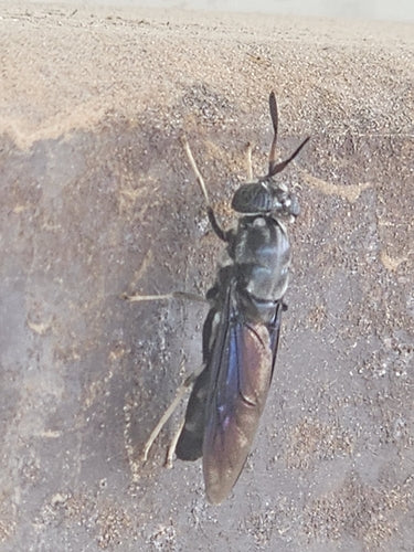 Mouche soldat noire — Bild 3