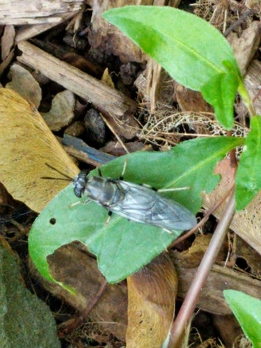 Mouche soldat noire — Bild 5