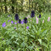 Schwarze Teufelskralle (Phyteuma nigra) in Blüte im naturnahen Garten (KI-generiert)