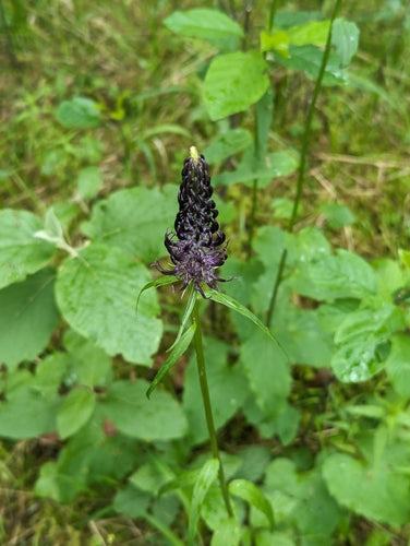Griffe du diable noir — photo 2 sur 9