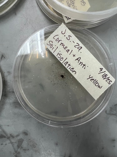 Schwarzer Gießkannenschimmel - Bild 2