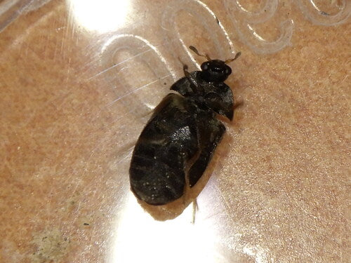 Coléoptère noir de la fourrure — Bild 5