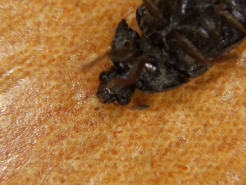 Coléoptère noir de la fourrure — Bild 4
