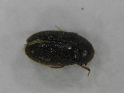 Coléoptère noir de la fourrure — Bild 3