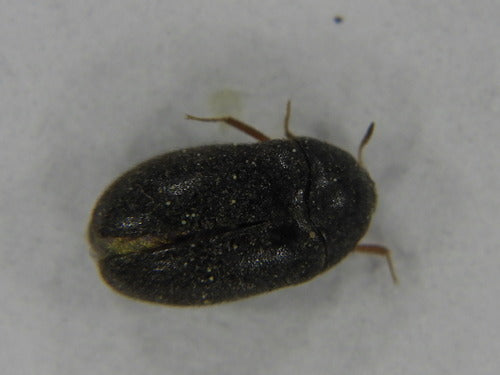 Coléoptère noir de la fourrure — Bild 2