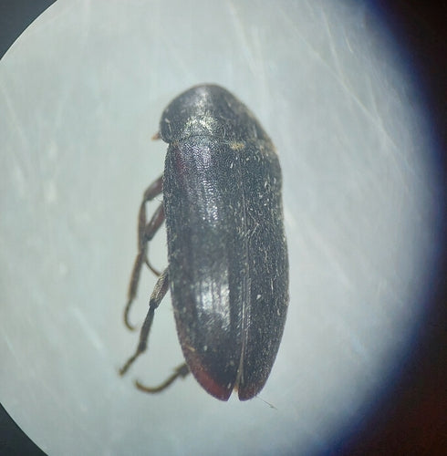 Coléoptère du bacon noir — Bild 4