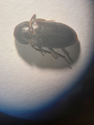 Coléoptère du bacon noir — Bild 2