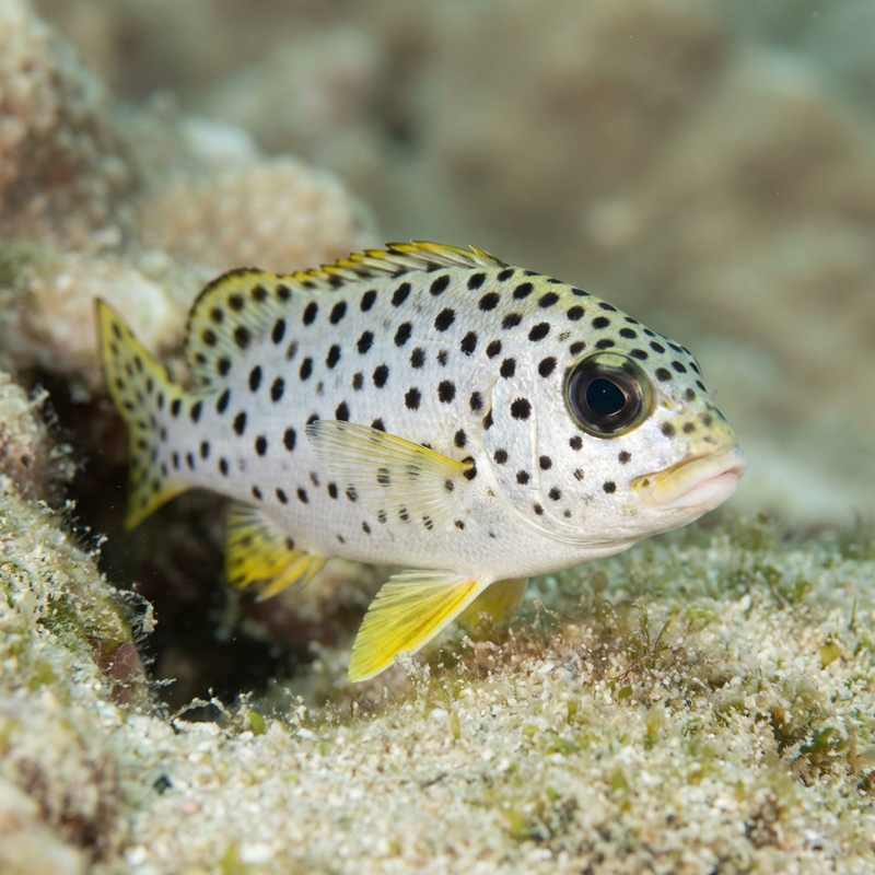 Poisson sweetlip à points noirs