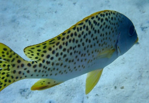 Poisson sweetlip à points noirs — Bild 5