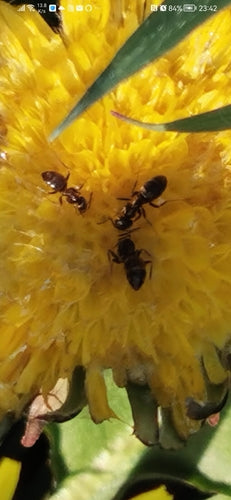 Schwarzgraue Wegameise - Bild 2