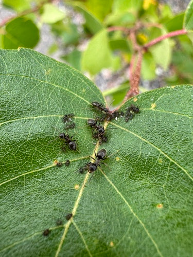 Fourmi de jardin gris-noir — Bild 5