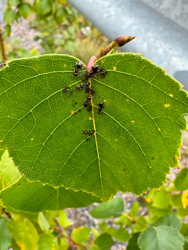 Fourmi de jardin gris-noir — Bild 4
