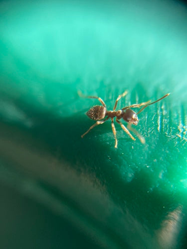 Schwarzgraue Wegameise - Bild 4