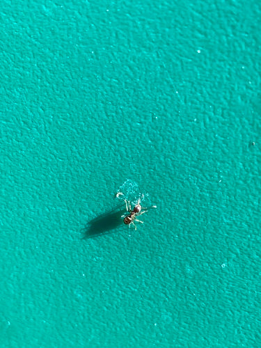 Schwarzgraue Wegameise - Bild 5