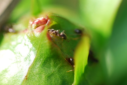 Schwarzgraue Wegameise - Bild 1