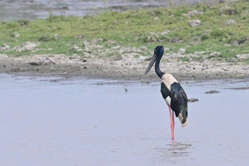 Cigogne à cou noir — photo 3 sur 8