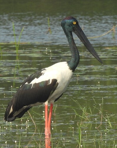 Cigogne à cou noir — photo 2 sur 8