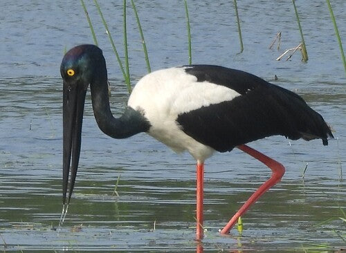 Cigogne à cou noir — photo 1 sur 8
