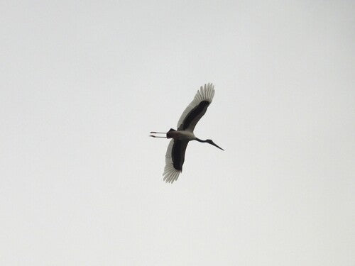 Cigogne à cou noir — photo 4 sur 8