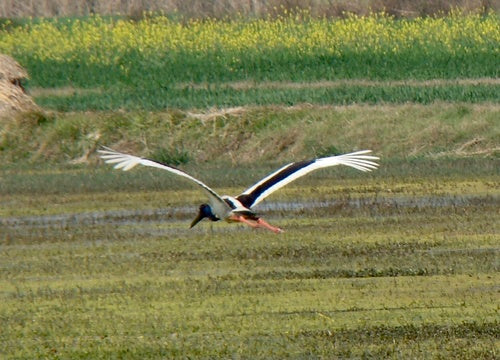 Cigogne à cou noir — photo 5 sur 8